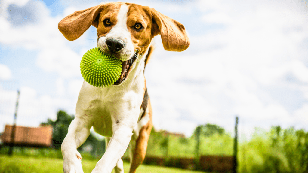 Local dog parks